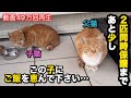 【突然現れた子猫を連れた父猫】近情報告
