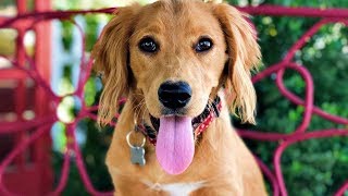 Information Golden retriever no one wants ( Jalapeno the dog ) News