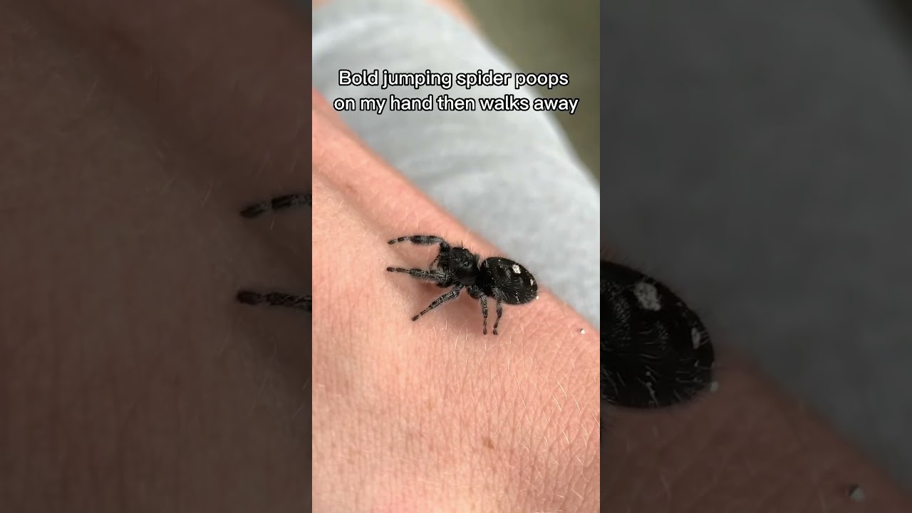 Bold jumping spider poops on my hand 