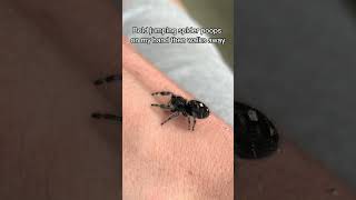 Bold jumping spider poops on my hand #jumpingspider #phidippus #jumper #adorable