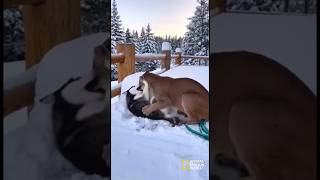Man Saves Dog From Cougar Attack With Baseball Bat! 🐶 #shorts