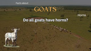 Goat Fact 16 - Do all goats have horns?
