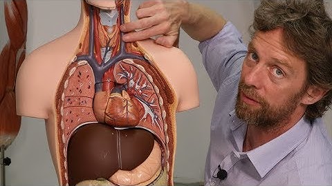 Schildklier en bijschildklieren (anatomie)