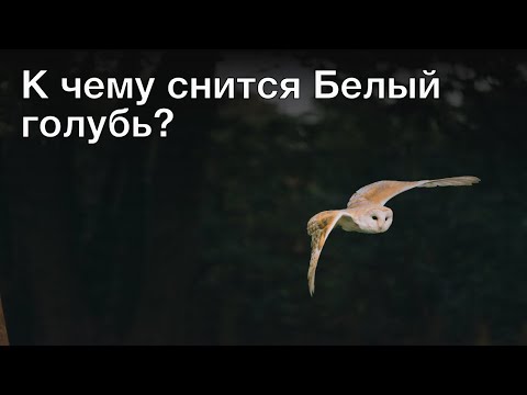 К чему снится белый голубь? Толкование сна и его значение по сонникам Ванги и Фрейда