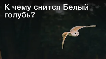 К чему снится белый голубь? Толкование сна и его значение по сонникам Ванги и Фрейда