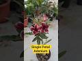 Single Petal Adenium #terracegarden #adeniumgarden #myadeniumgarden #plants #adeniumcare