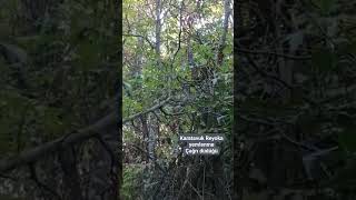 Karatavuk Uzak Yakin Yemlenme Çağri Düdüğü Reyoka Calls Çağirma Garanti̇li̇ Çağri Üreti̇r Si̇zi̇n İçi̇n.