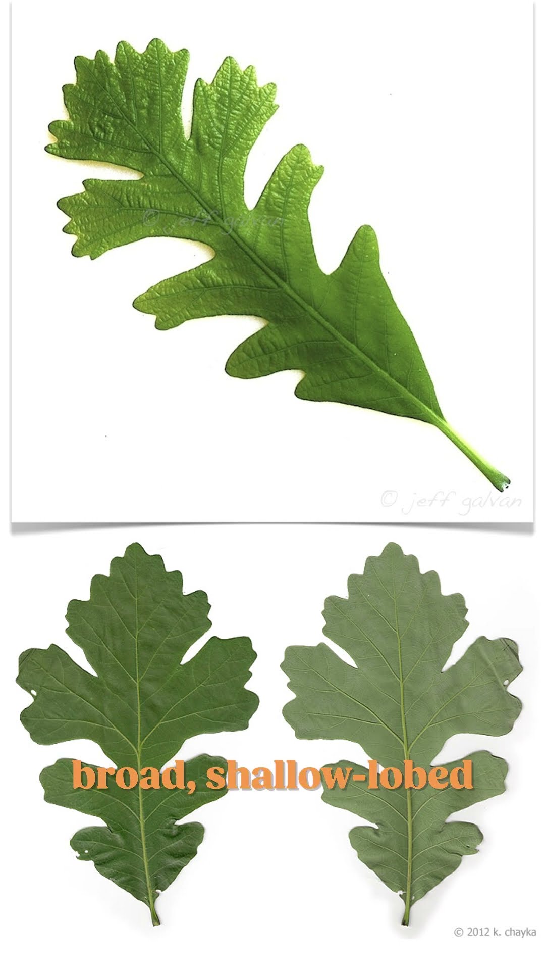 Making Iowa out of Bur Oak | Official State Tree Map #shorts #trees #wood