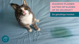 WAAROM PLASSEN KATTEN OP KLEDEN EN (DEUR) MATTEN - De gelukkige huiskat | Kattengedrag by De gelukkige huiskat 1,136 views 5 months ago 10 minutes, 29 seconds