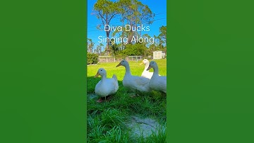 Diva Ducks try to sing along. #pekin #ducks
