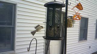 Birds in the back yard 5/20/2026