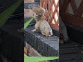 #squirrel Short no.75 - Baby The Grey Squirrel