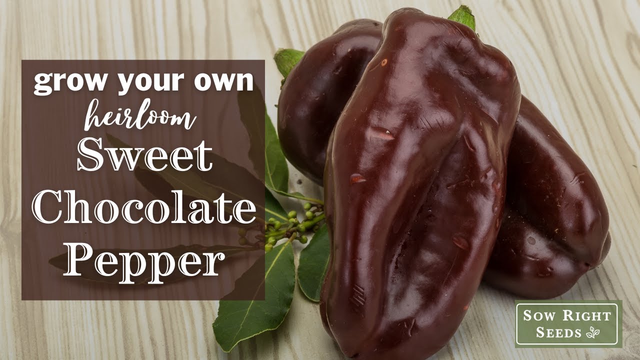 Sow Right Seeds Sweet Chocolate Pepper YouTube