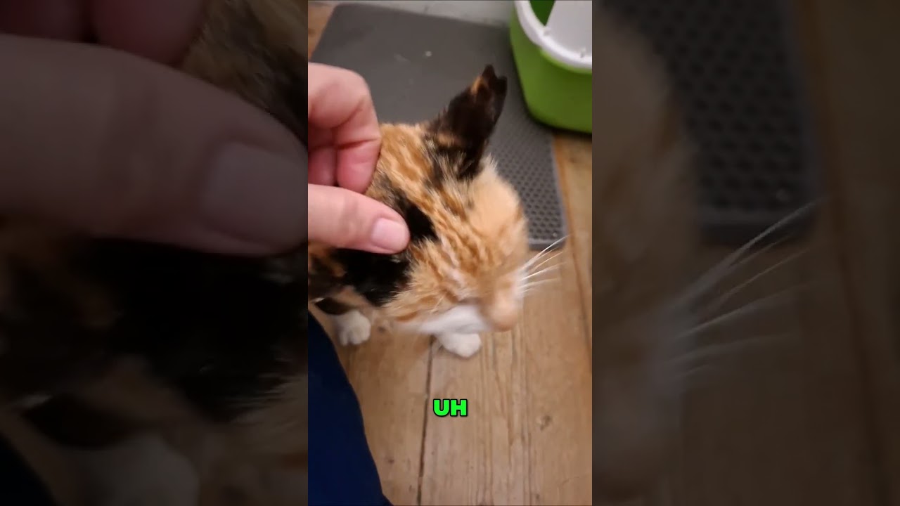 Saving Street Cats! The Leros Cat Foundation's Urgent Mission