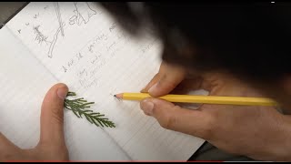 The Immersion: Naturalist Studies