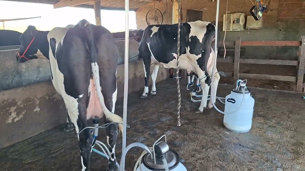 OFERTA DE DUAS NOVILHAS 3/4 COM 35 KOS.LOC.CARUARU-PE.PREÇO 22 MIL AS DUAS.WHATS.81999166314. 