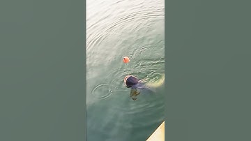 Cận Cảnh Câu Cá Tra Hồ 13 Mẫu 7 #Shorts