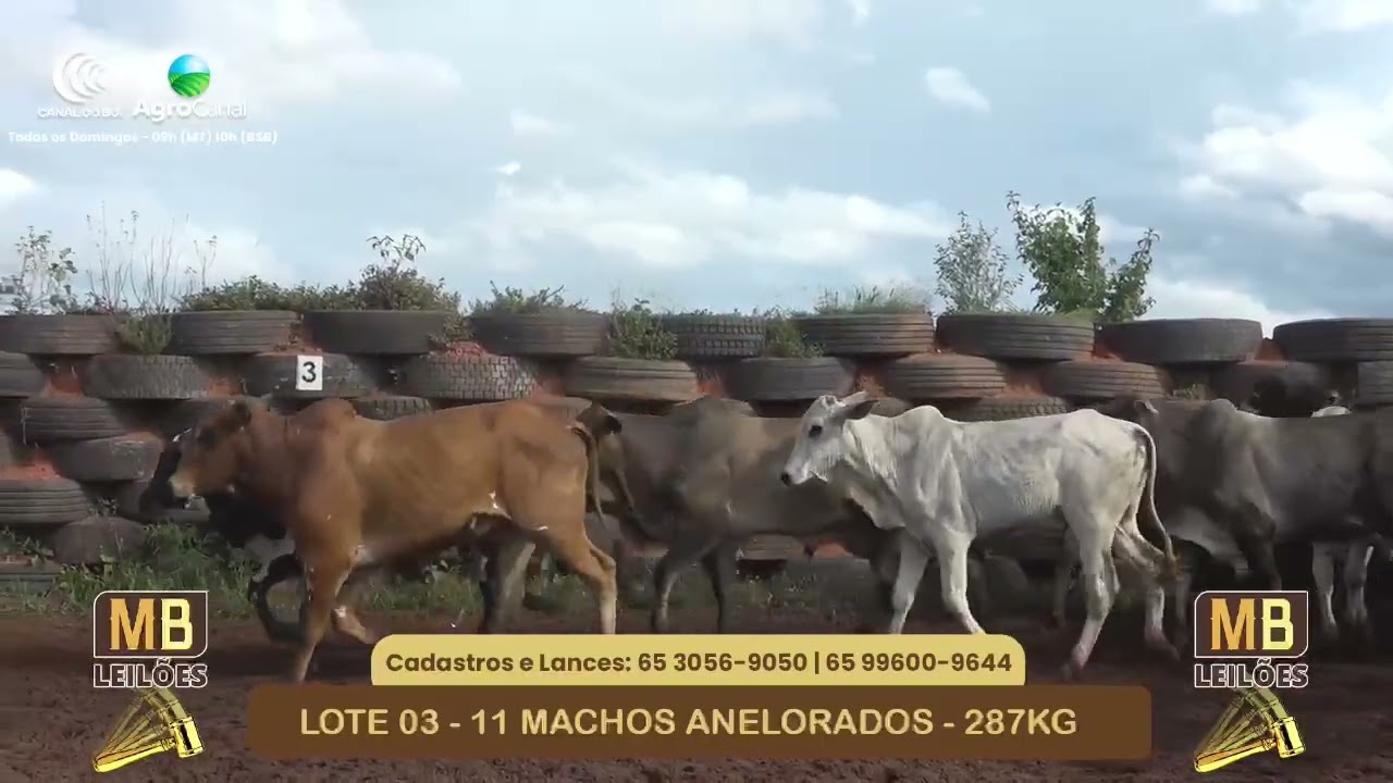LOTE 03