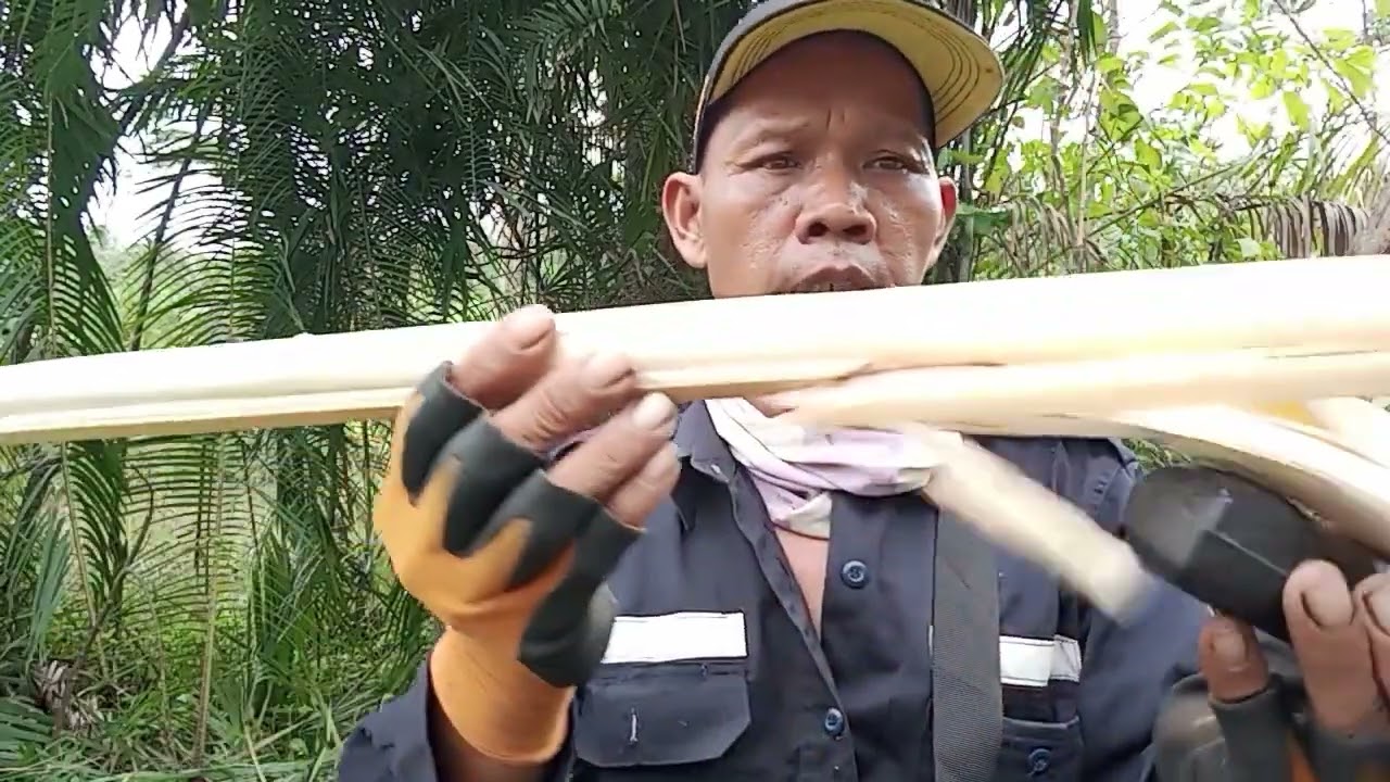 UMBUT ILATUNG UNTUK DI JADIKAN SAYUR.