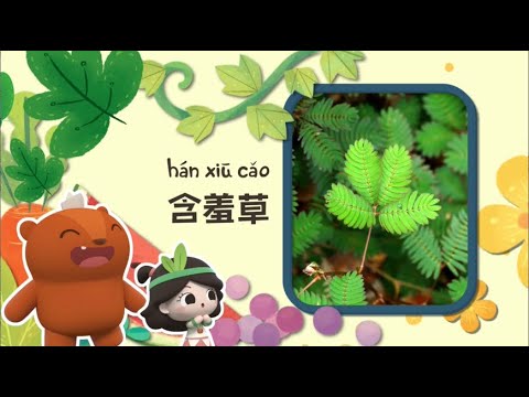 幼儿科普丨认识植物 | 含羞草为什么会害羞？| Preschool Learning Cartoons | basic science concepts for kids