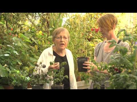 Video: Krukväxter. Ficus - Odling Och Vård
