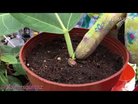 Video: Ficus: айыктыруу же трансплантациялоо үчүнбү?