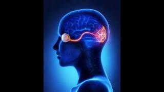 #eyes  - #visual  System fully explained - (#anatomy  and #Physiology) _ part 2