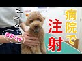 動物病院での注射が嫌すぎて必死に抵抗する犬が愛おしいw【トイプードル】
