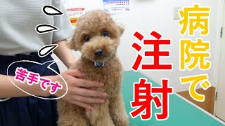 動物病院での注射が嫌すぎて必死に抵抗する犬が愛おしいw【トイプードル】