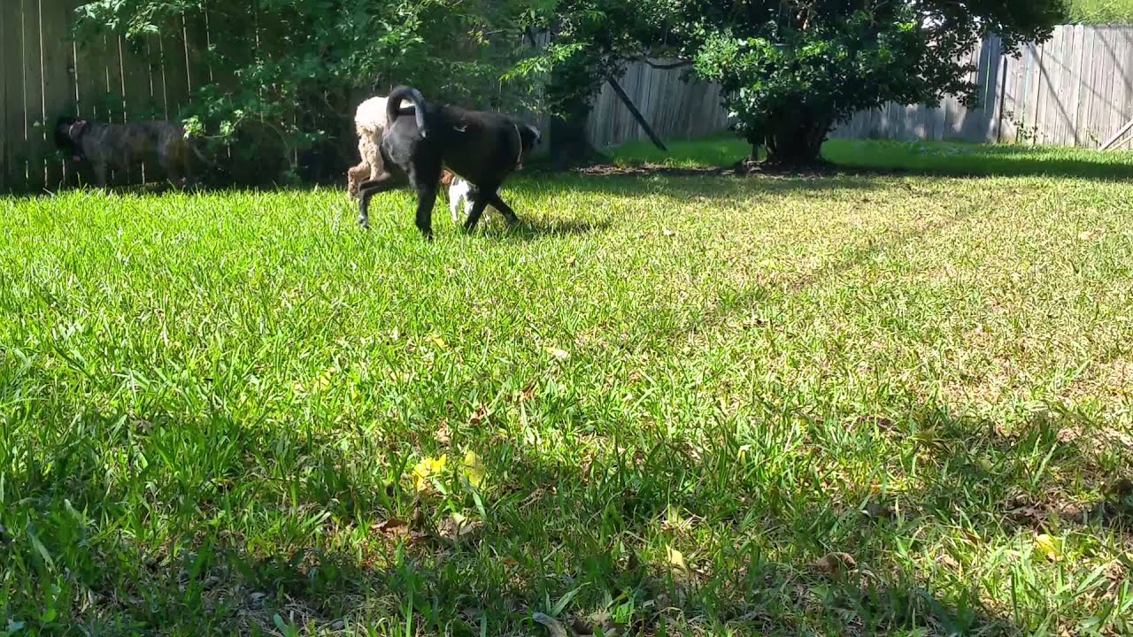 CHASE ME CLARA! Camp Doggercize