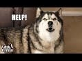 Husky Asks For HELP!