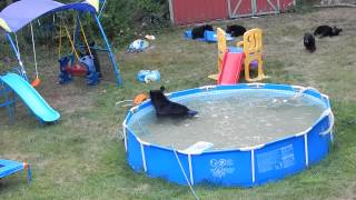 A bear family takes a dip in our pool - Part III by Tim Basso 7,106,026 views 8 years ago 9 minutes, 2 seconds