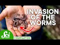 When Organisms Invade | Compilation