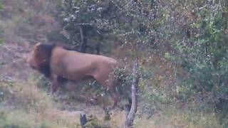 Quick view of Ndzenga Male Lion at dawn crossing dam and heading north on Mvubu Rd. May 18, 2026
