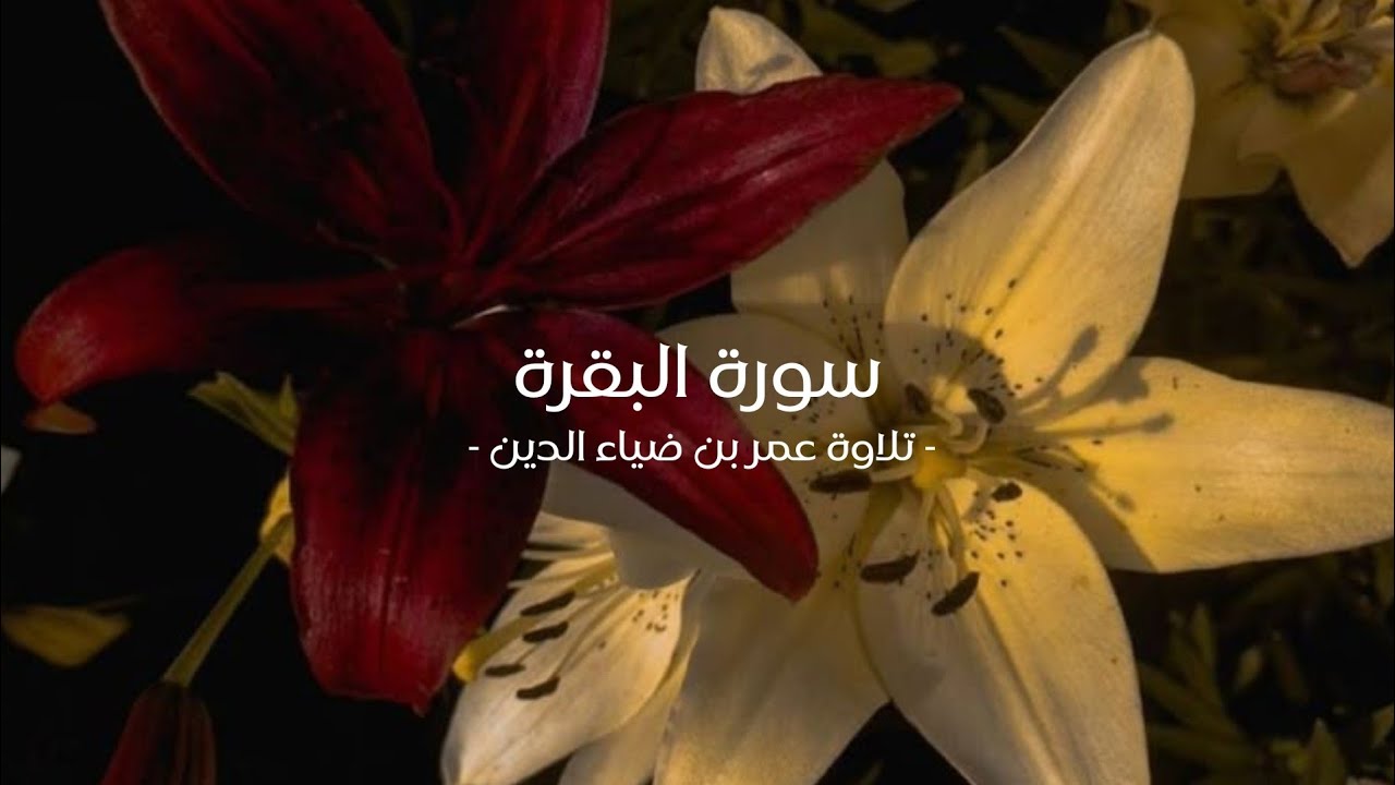 [ سورة البقرة ] - تلاوة كاملة عمر بن ضياء الدين هادئة و بدون مؤثرات