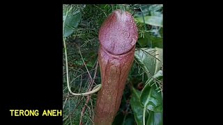 Katababa - Terong aneh  (Dub lily versi makanan katababa)