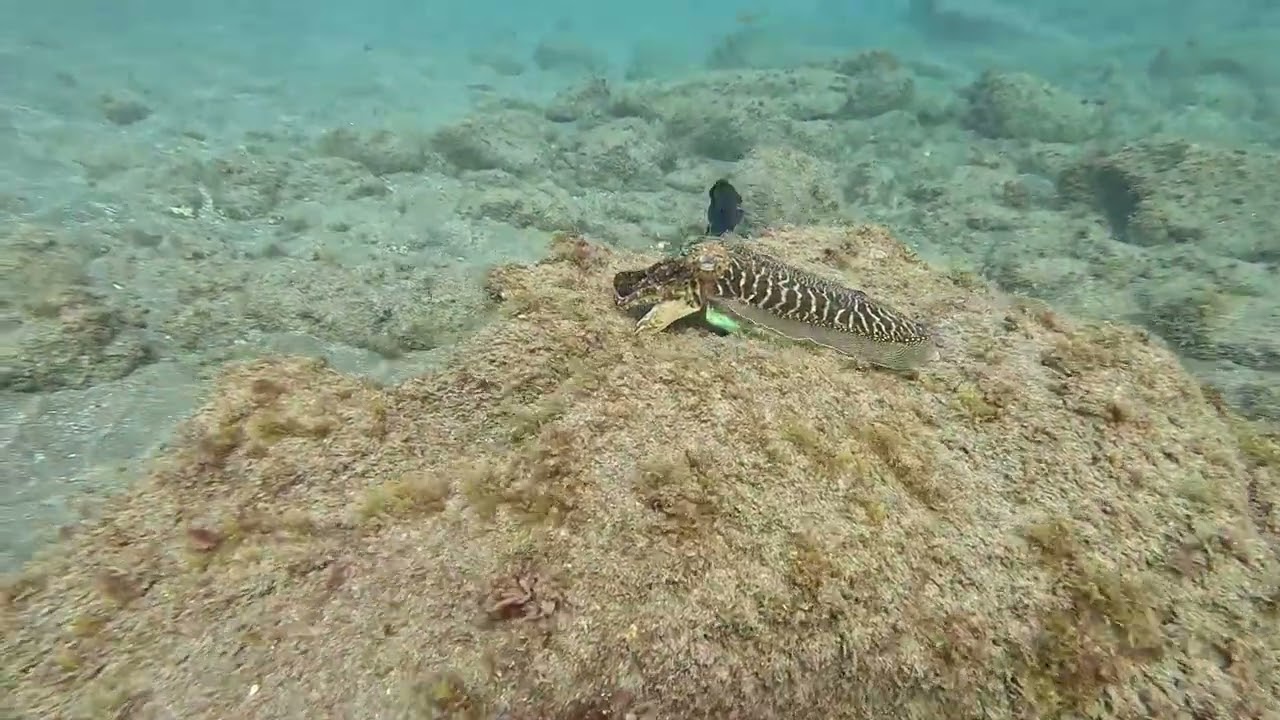 Video apnea en Canarias 8