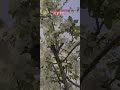 apple blossom season #trendingvideos2023 #viralvideo #bestvideos2023 #canada