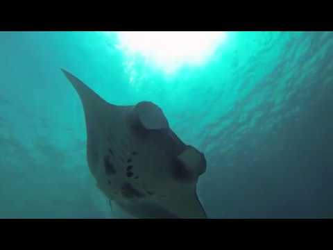 Mimic Liveaboard Promotional video 2019
