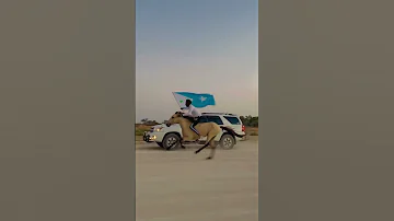 Calanka Galmudug Shorts Somalia 