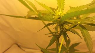 UPDATE: Blueberry auto at 6 wks