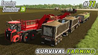 картинка: Сбор картофеля, новый завод и расширение виноградника | Farming Simulator 25 | Survival Farming |...