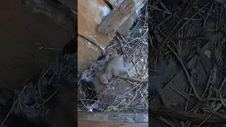 Şahi̇n Yuvasinda Bi̇r Mi̇ni̇k Şahi̇n