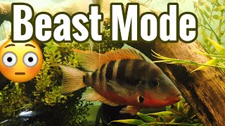 Full Grown Firemouth Cichlid Tank - Adult Pair