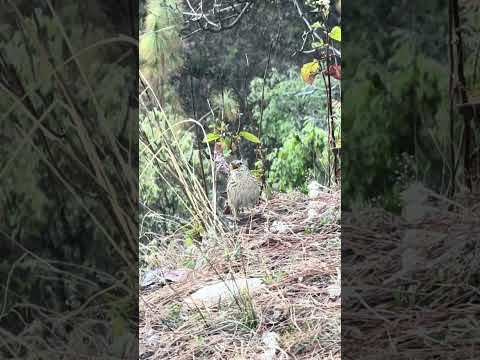 Upland Pipit