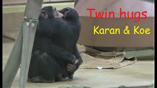 リュウ家族と双子ガール  257  Ryu family &amp; twin girls  chimpanzee