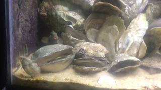 Blenny Spawning Activity Once Again
