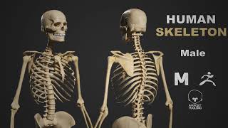 Human Skeleton 3D model | Available for Download| Link in Description.