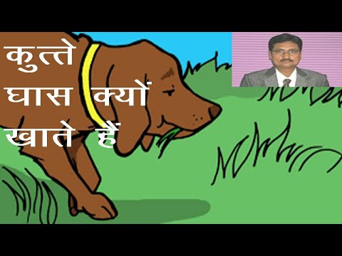 वीडियो: कुत्ता घास क्यों खाता है
