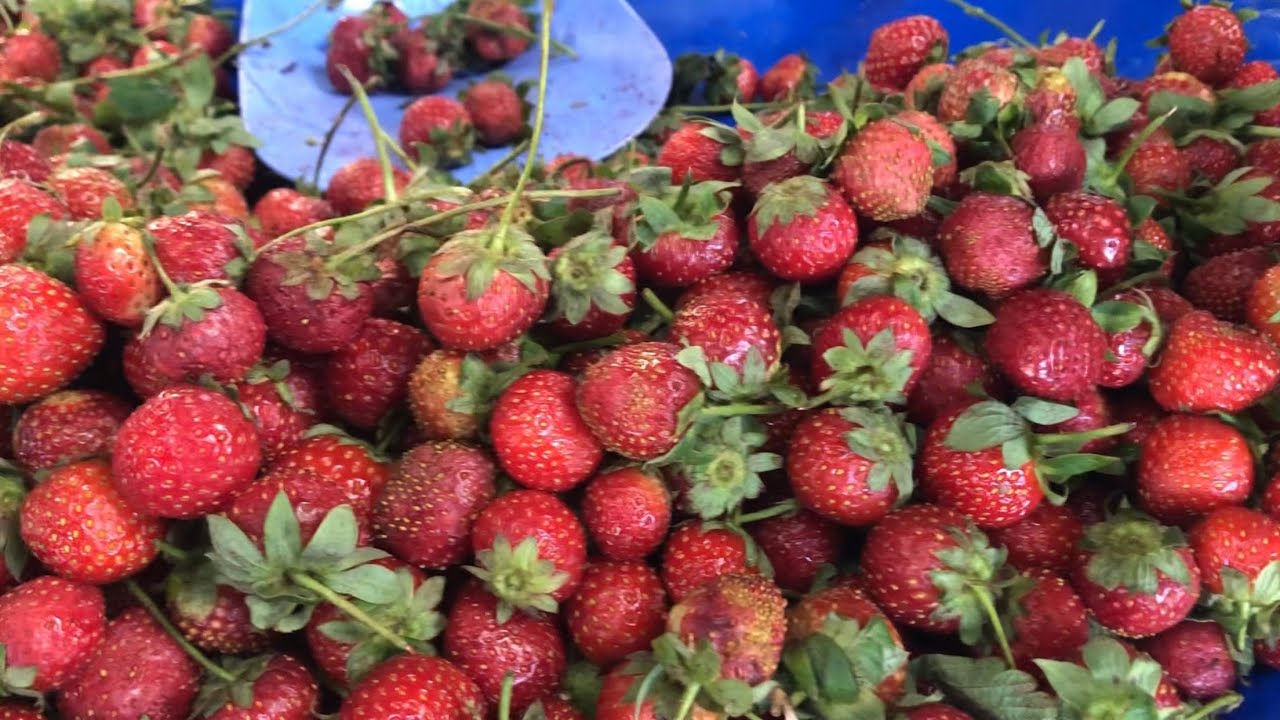 KAYSERİ SEMT PAZARI I 2023’ÜN SON FİYATLARI